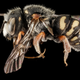 Image for article titled These Exquisite Bee Photographs Reveal Every Delicate Hair, Antenna, and Wing